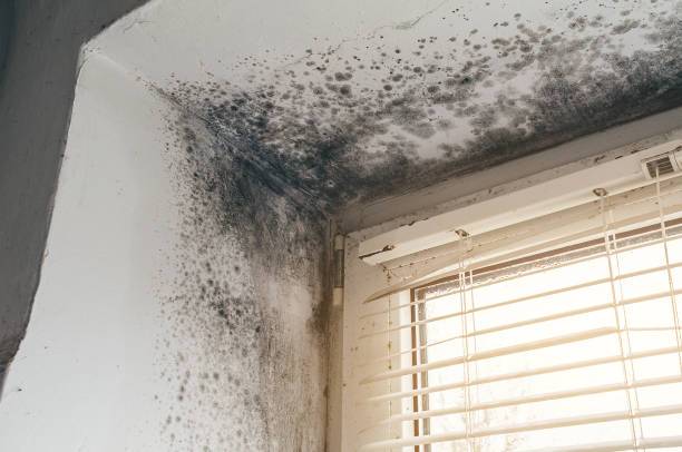 Affordable Mold Removal solutions in Edgewater, FL